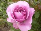 Rosa Lavander Ice