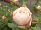 Rosa Acropolis
