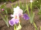 Iris Polka