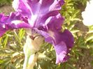 Iris Circle Light