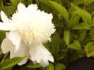 P1330225