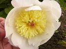 Paeonia Gertrude Allen