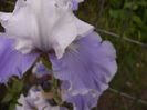 Iris Sierra Grande