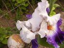Iris Prince George