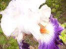 Iris Prince George