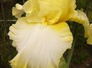 Iris Sunshine snd snow