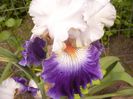 Iris Prince George