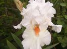 Iris Heavenly Rapture
