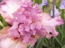 Iris Extravagante