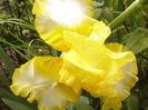Iris Fringe Gold