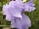 Iris Pacific Mist