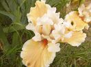 Iris Fundation Van Gogh