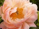 Paeonia Coral Charm