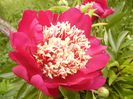 Paeonia Nipon Beauty