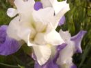 Iris Morning Rich
