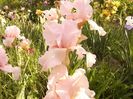 Iris Vision in Pink
