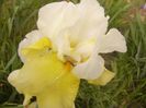Iris Glacier Gold
