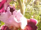 Iris Armaghedon