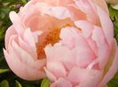 Paeonia Pink Hawaiian coral