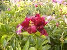 Paeonia Buckeye belle