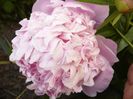 Paeonia Lady Anna