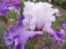 Iris Polka