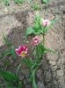 Photo0041
