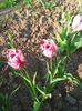 Photo0050