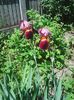 Photo0068