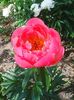 Photo0077