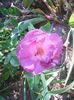 Photo0080