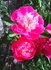 Photo0082