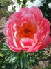 Photo0085