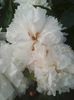 Photo0089
