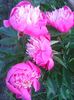 Photo0091