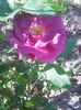 Photo0100