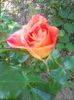 Photo0103