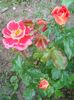 Photo0116