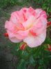 Photo0126