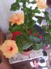Photo0177