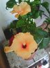 Photo0178