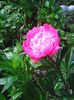 Photo0232