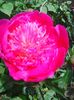 Photo0237