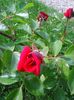 Photo0239