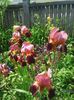 Photo0242