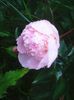 Photo0251