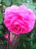 Photo0252