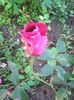 Photo0255