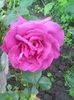 Photo0256