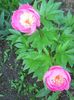 Photo0260